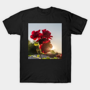 Red roses against summer evening sun T-Shirt